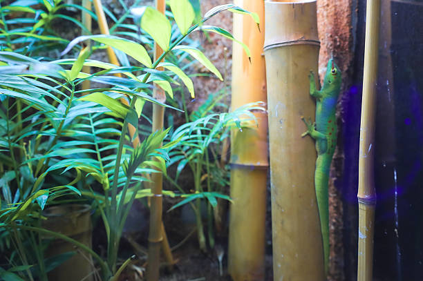 A vibrant green gecko with red spots climbs gracefully up a vertical bamboo stalk among dense tropical foliage.