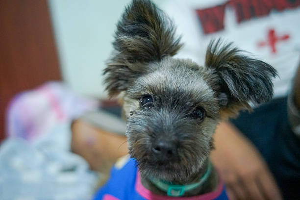 Close up portrait of a cute small grey mixed breed dog with big fluffy ears wearing a blue shirt, looking at the camera with an innocent face.