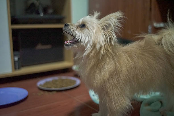 Blond Yorkie - Yorkshire Terrier - Studio Portrait on White