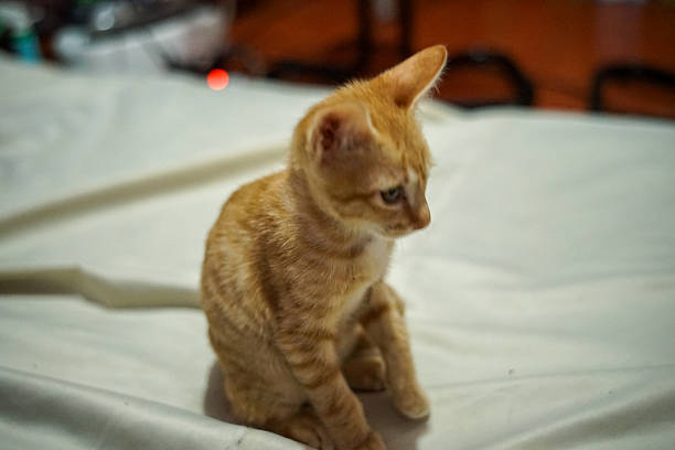 Sad and lonely orange tabby kitten looking down, adoption concept.