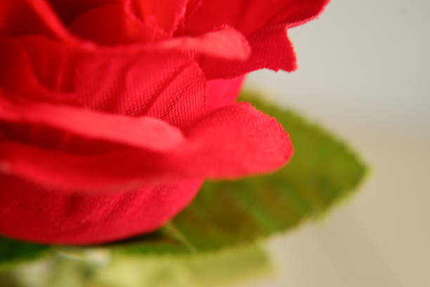 Valentine's Day. Red rose made of fabric on a white background.