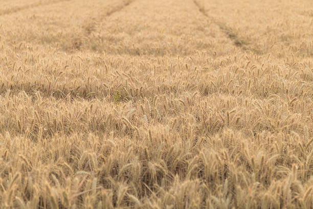 Wheat Fields,Wheat ear,Crops,Farmland,China,Asia.