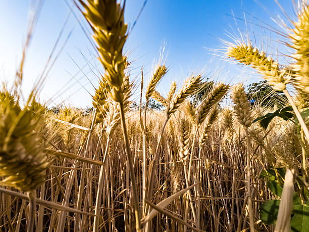 Wheat Fields,Wheat ear,Crops,Farmland,China,Asia.