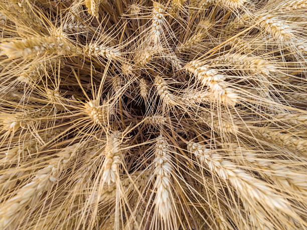 Wheat Fields,Wheat ear,Crops,Farmland,China,Asia.