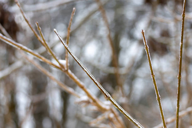 A branch with frost on it. The branch is brown and has a few leaves. The leaves are small and are covered in frost