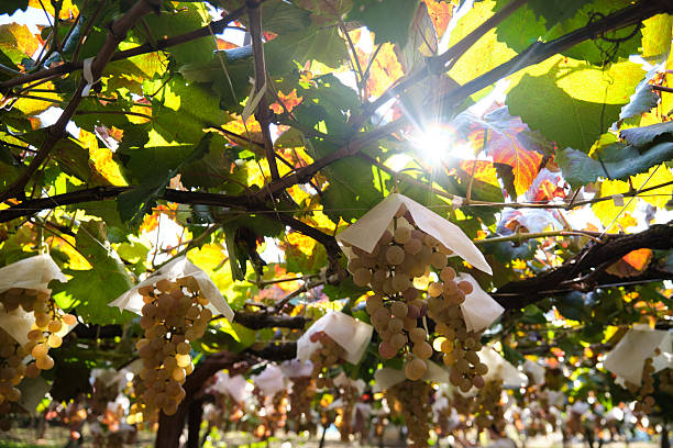 Grapes growing on trellis in Japan vineyard during harvest season