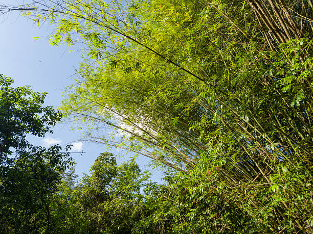 Upward view of tall bamboo stalks forming a green canopy against a bright blue sky in a tropical forest environment in northern Brazil.