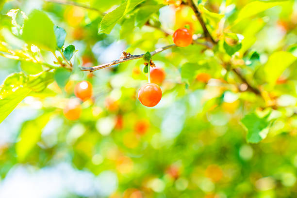 Mature cherries in the orchard,China,Asia.