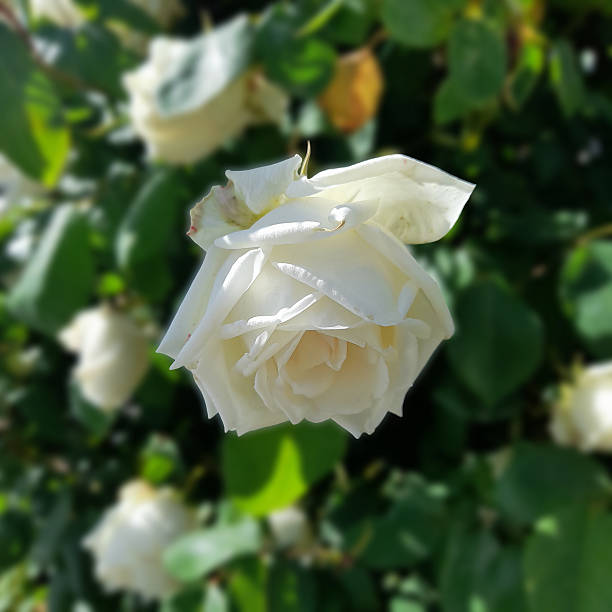A stunning close-up of a pristine white rose blooming gracefully in a garden. The delicate petals are captured in sharp detail, contrasting beautifully with the soft-focus, vibrant green foliage in the background. This image symbolizes purity, peace, and natural beauty, making it perfect for wedding themes, floral backgrounds, or wellness-related content.