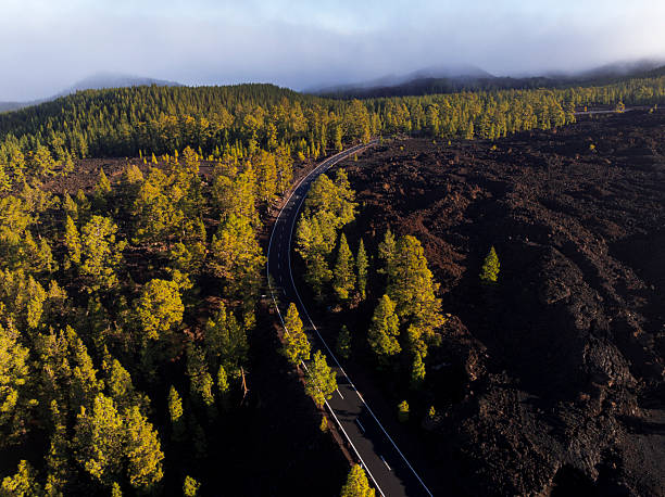 Aerial view of a section of an asphalt road curving through a forest at morning