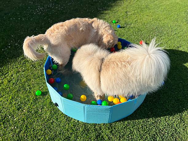 The labrador et eurasier playing in a pool with balls in a garden