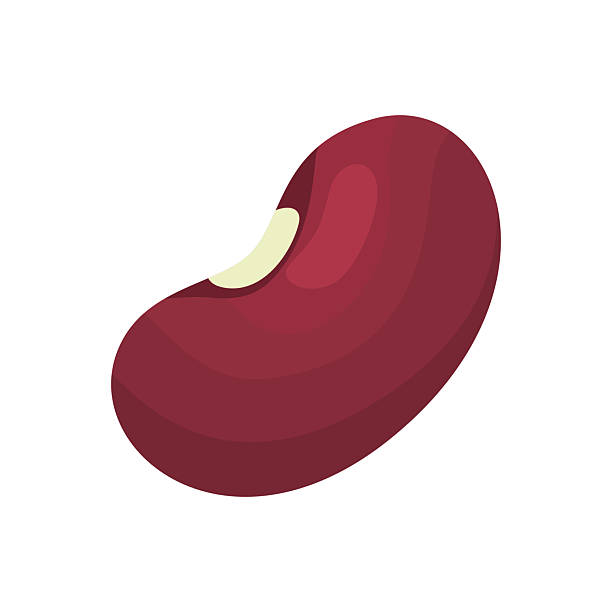 Red kidney bean illustration isolated on white background. Food and agriculture concept for legumes, healthy eating, nutrition, and culinary design visuals.