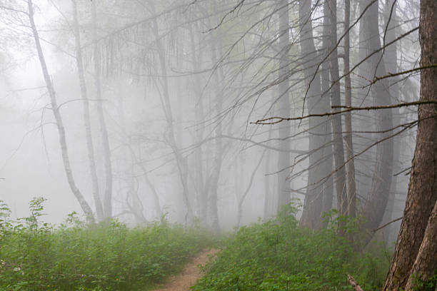 the forest in the fog