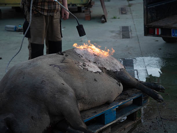 Farmer using a blowtorch to singe the hair off an iberian pig, part of traditional matanza