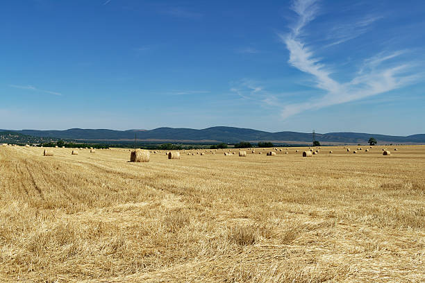 Round bales of hay lay in a golden wheat field that’s been harvested. In the background, the sky us light blue, with small white clouds rising above it. Ko