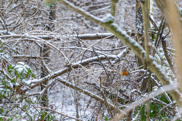 A bird is sitting on a branch covered in snow. The branch is surrounded by other branches covered in snow