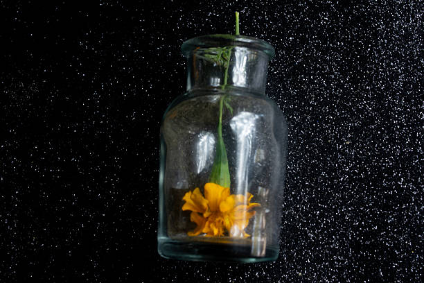Close-up photograph of a marigold flower.