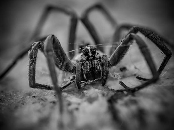 Black and white extreme macro portrait of a wolf spider (family Lycosidae) captured on natural ground. The image highlights dramatic contrast, fine body hairs, prominent eyes, and detailed textures with shallow depth of field. Concept themes include wildlife, predator, survival, intensity, nature detail, and macro photography.
