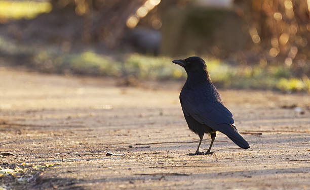 istock Crow walking on a foothpath at sunrise, crow on a path in warm sunbeams, sun shining on black plumage, black raven view from behind, Corvus 2258681376