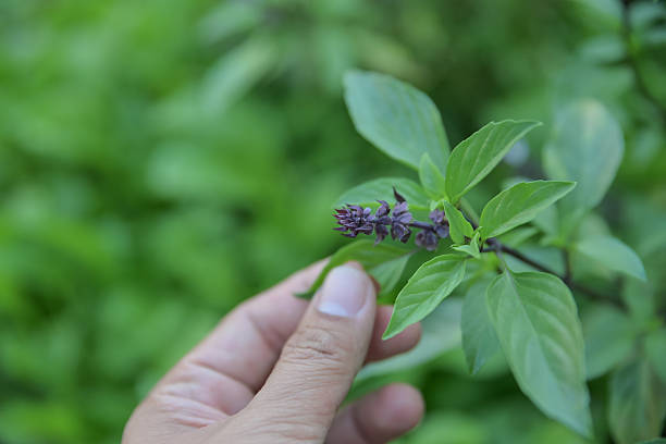 hand picking sweet basil leaf and flowers on table in herbal garden