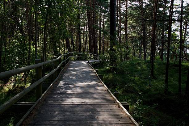 Wooden boardwalk path through a green forest with sunlight and shadows. Nature trail for walking and hiking, eco tourism, outdoor recreation, peaceful woodland landscape, environmental conservation and travel concept.