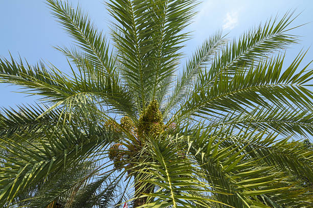View of date palm tree from a low angle in the courtyard of the Baiturrahman Grand Mosque in Banda Aceh City, Indonesia.