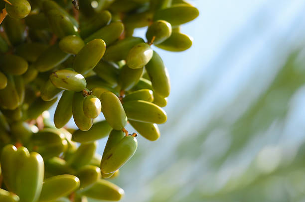 Close Up of Dates that are still green