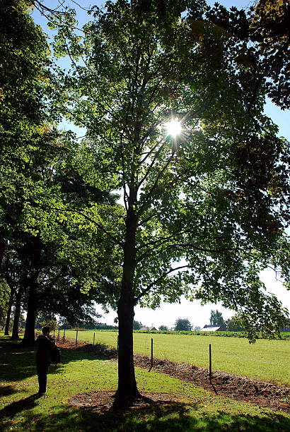 Amay, Belgium - September 10, 2009: A documentary photograph recording the interplay between natural light and vegetation in the provincial lands of Liège. The image captures a sunburst effect through a deciduous tree, overlooking the fenced pastures surrounding the Château de Jehay