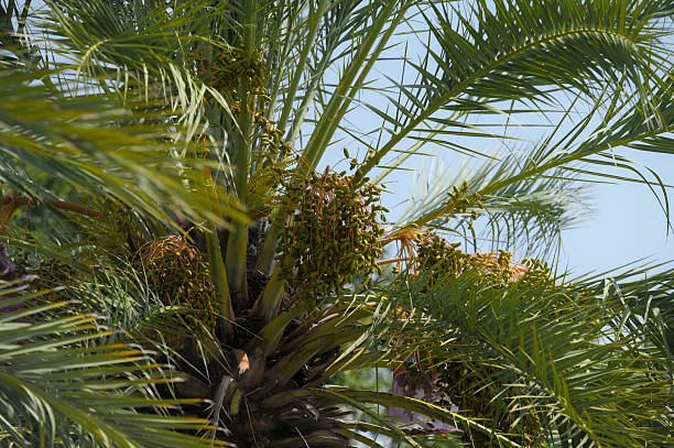 Date palm trees bearing fruit in the courtyard of the Baiturrahman Grand Mosque, Banda Aceh, Indonesia