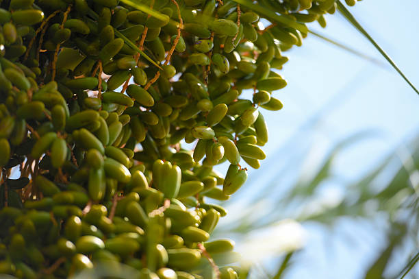 Close Up of Dates that are still green