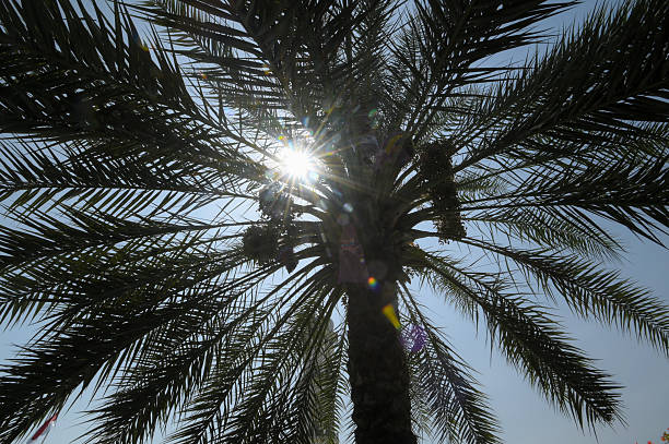 the top of a palm tree, the place where palm leaves grow
