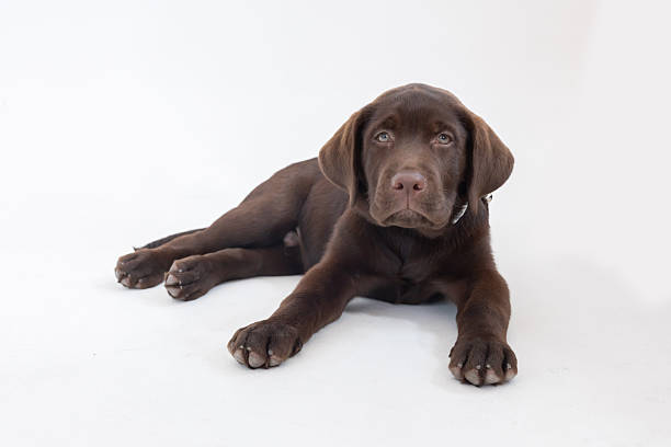 isolated brown labrador retriever puppy on white background