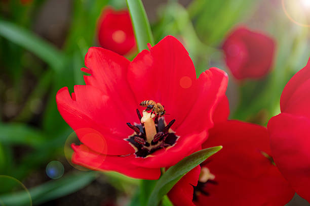 Close-up of a bee collecting pollen inside a bright red tulip, representing biodiversity, springtime, and the beauty of nature.