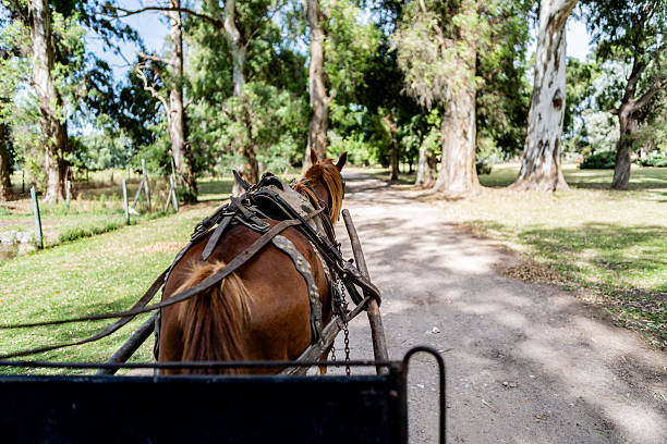 A traditional horse-drawn carriage traveling through a rural or countryside environment.