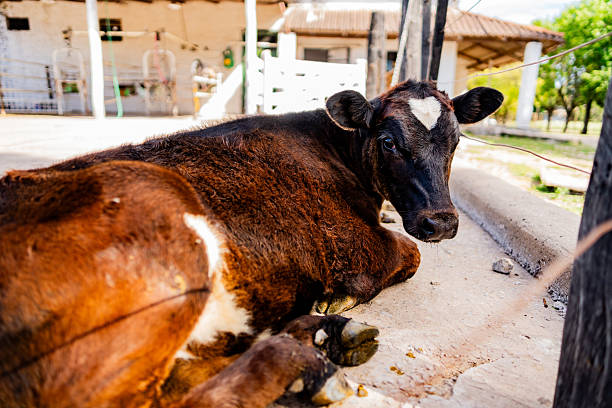 A cow standing on a farm, surrounded by rural scenery and farm structures