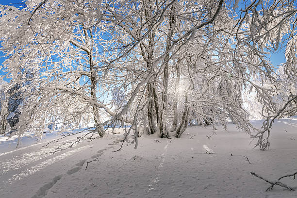 Snow covered birch forest with drooping branches forms a quiet winter scene glowing softly under pale blue sky light morning.