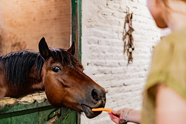Close-up of a female visitor feeding a horse on a ranch
