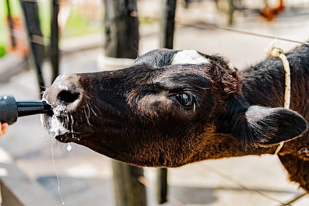 Okapi