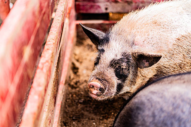 Pig in a rural farm, living in a natural farm environment. The image highlights livestock farming, rural life, animal husbandry, and traditional agricultural practices