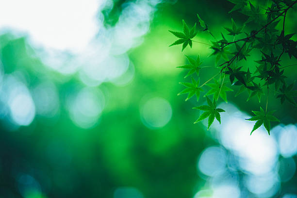 Fresh green maple leaves illuminated by soft natural light with abstract bokeh background in Japan. Minimal nature scene symbolizing freshness, tranquility, renewal, and harmony. Ideal for concepts related to wellness, mindfulness, environment, and seasonal beauty.