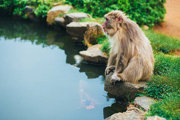 Japanese macaque sitting by a natural water pool surrounded by lush greenery in Japan. Wildlife scene capturing calm animal behavior, nature, and the peaceful atmosphere of a natural habitat. Concept of Asian wildlife, ecology, relaxation, and harmony between animals and the environment.
