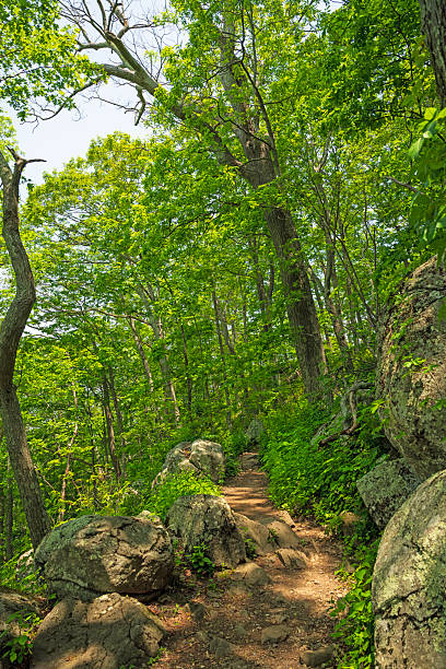 Steep Trail on the Side Of Sharp Top Mountain in the Peaks of Otter in Virginia