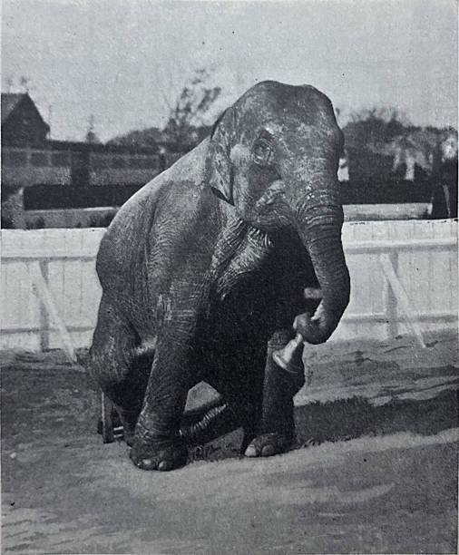 Antique illustration pre 1900 - circus elephant ringing a brass bell