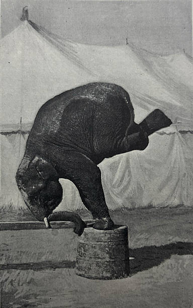 Antique illustration pre 1900 - circus elephant leaning on a large wooden stump