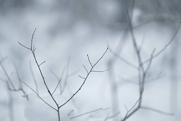 Minimal winter nature background with leafless branches and snow. Cold weather atmosphere. Forest textures in winter.
