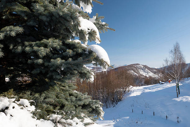 Close-up of evergreen fir tree branches covered in fresh snow against a clear blue sky. Clean winter composition with natural textures and copy space, suitable for seasonal, holiday, nature, and winter background concepts.