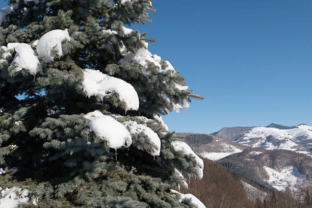 Close-up of evergreen fir tree branches covered in fresh snow against a clear blue sky. Clean winter composition with natural textures and copy space, suitable for seasonal, holiday, nature, and winter background concepts.