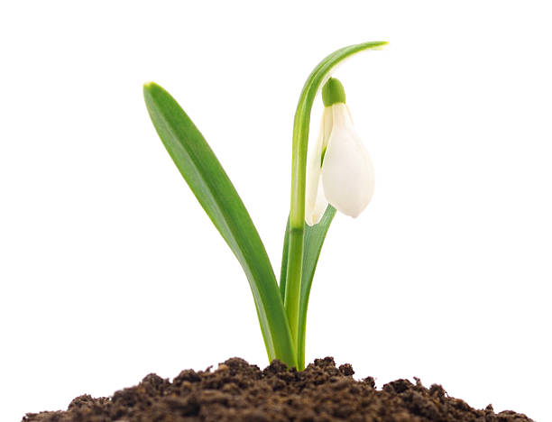 Authentic photography of first spring flower. Real camera capture of a white snowdrop growing from dark soil isolated on white background. Natural shot of Galanthus nivalis. High quality photography.