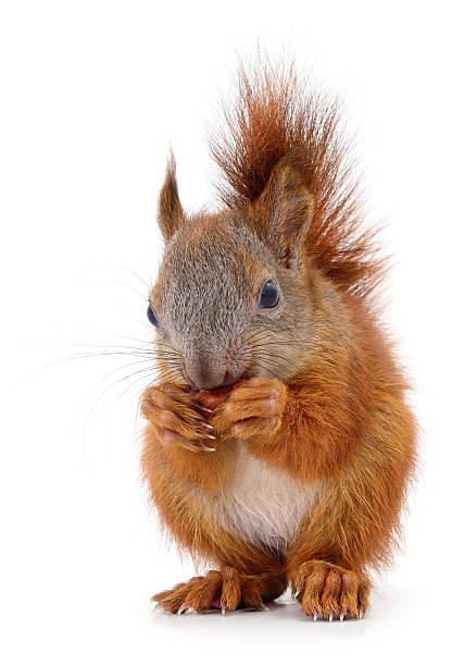 Authentic photography of a fluffy wild animal. Real camera capture of a red squirrel holding a nut isolated on white background. Natural shot of Sciurus vulgaris. High quality photography.
