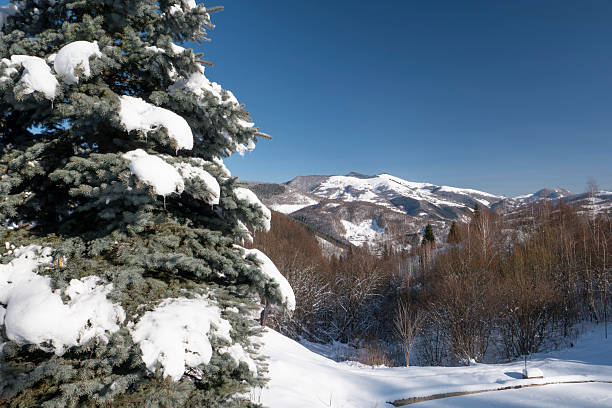 Snow-covered evergreen fir tree standing outdoors in a winter mountain landscape under a clear blue sky. Natural seasonal scene symbolizing winter, cold weather, Christmas, and alpine nature.